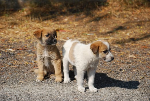 Two little lovely mongrel dogs on a road