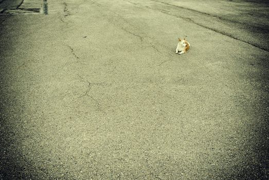 Little stray dog alone in the big world. Space for text.