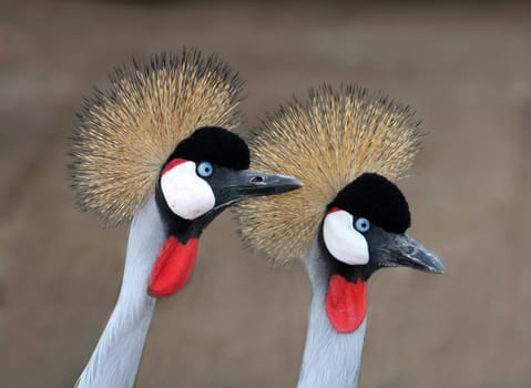 A pair of strikingly beautiful crowned crane birds from South Africa