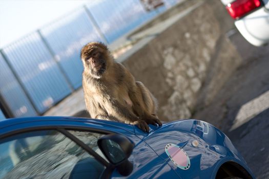 Gibraltar Ape sitting on car.