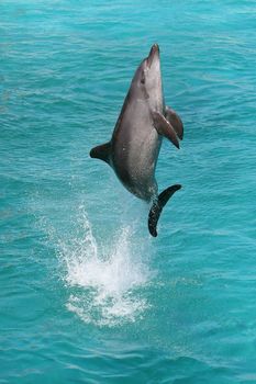 A bottlenose dolphin leaping out of the blue water in joy