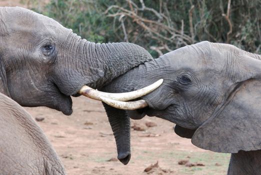 Two African elephants testing each others strength