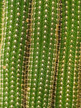 Cactus Macros with vivid texture suitable for desert backgrounds.