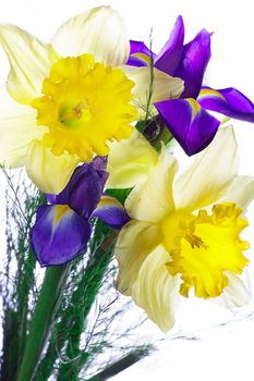 Spring bouquet of narcissus and iris on white