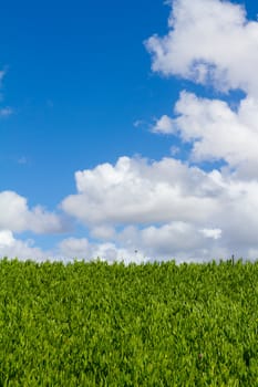 This unique abstract image shows a hedge of tropical vegetation plants and some blue sky along with clouds. This is a great image for copyspace and design purposes.