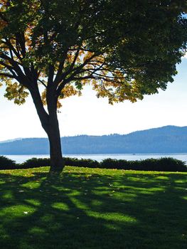 Grassy Park with a Tree Silhouette and Mountain Lake in Background Coeur d'Alene Idaho USA