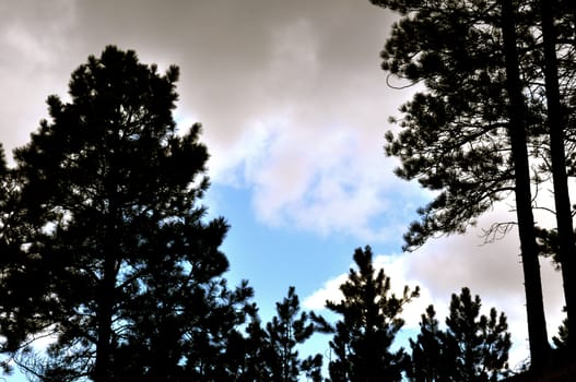 Background trees and sky