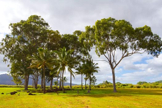 A scenic shot of the historical and tourist attraction the birthing stones in Hawaii along the north shore of Oahu. This grove of trees houses the smooth stones where Hawaiian royalty has been born for centuries.