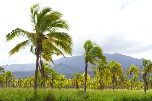 This farm grove of trees is a farming operation where coconuts are grown and harvested in Hawaii along the north shore of Oahu.