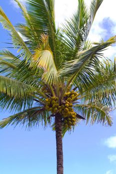 These coconuts are rip and ready to be harvested in a tall palm tree in Hawaii.