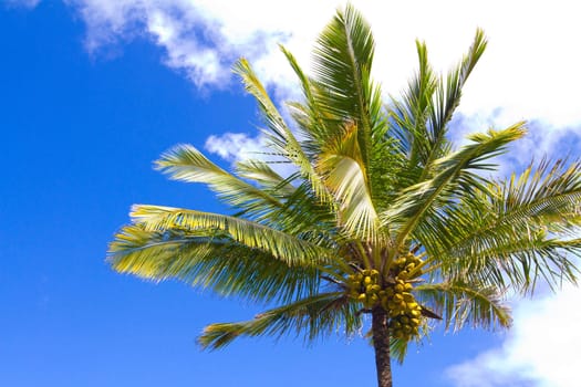 These coconuts are rip and ready to be harvested in a tall palm tree in Hawaii.