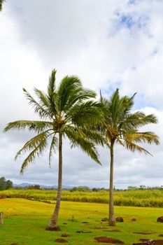 Often times palm trees grow closely together in pairs like this. This image shows the trees in a symbolic way as compared with a couple or two people or two objects standing together. It is also a nature scenic for the tropical island.