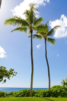 Often times palm trees grow closely together in pairs like this. This image shows the trees in a symbolic way as compared with a couple or two people or two objects standing together. It is also a nature scenic for the tropical island.