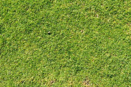 This abstract image shows some tropical green short grass and nothing else in a nature detail texture photo.