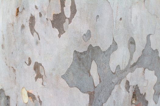 A light colored tree has multiple shade of grey in a sort of camo like appearance in this nature abstract texture image of the peeling bark.