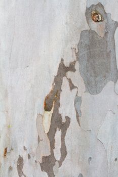 A light colored tree has multiple shade of grey in a sort of camo like appearance in this nature abstract texture image of the peeling bark.
