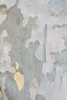 A light colored tree has multiple shade of grey in a sort of camo like appearance in this nature abstract texture image of the peeling bark.