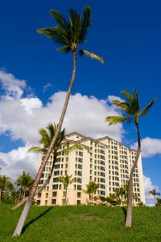 Palm trees stand in front of this beautiful time share condo hotel building on the island of Oahu Hawaii. This resort is in a tropical lush location near a great vacation getaway spot.