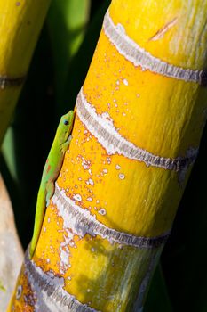 A lizard gecko with green and red sun bathes on a bamboo chute on the island of Hawaii in this tropical paradise.