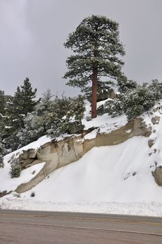 A lone pine tree stands tall on a snowy slope on Mount San Jacinto in Southern California.