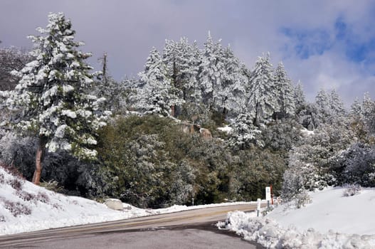 Snow and ice covers the forest on Mount San Jacinto in Southern California.