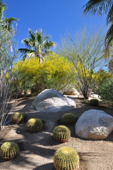 Cactus mixes with colorful desert shrubs on this hillside in Palm Desert, California.