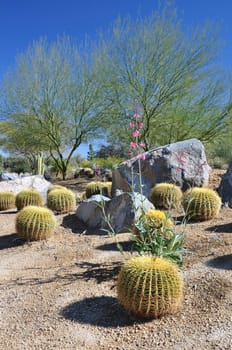 Cactus and desert shrubs grow together in a city park in Palm Desert, California.
