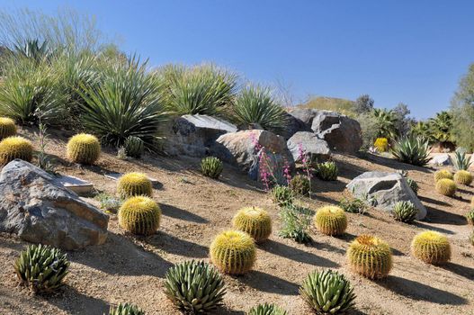 Different types of cactus fill this hillside in the town of Palm Desert, California.