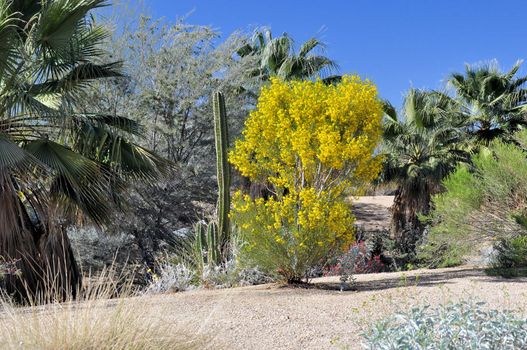 Cactus grows alongside desert shrubs and palm trees near Palm Springs, California.