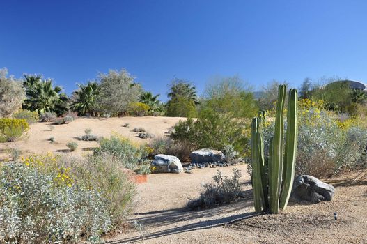 View of wildflowers and cactus at a city park in Palm Desert, California.