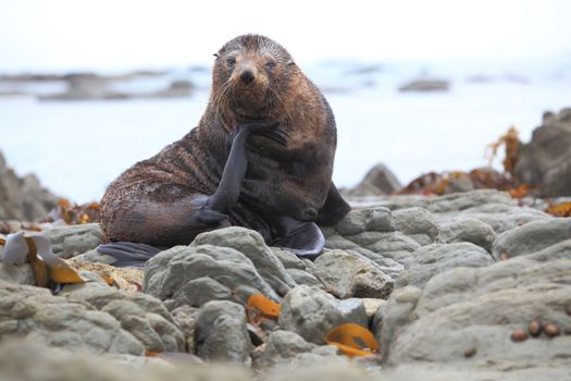 wild seal at Seal colony coastal in Kaikoura New Zealand