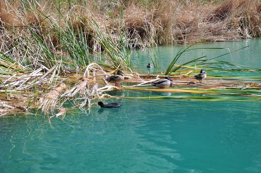 Ducks rest along the shoreline reeds at a pond in Whitewater Canyon. Located near the desert town of Palm Springs, California.