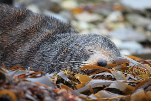 wild seal sleeping at Seal colony coastal in Kaikoura New Zealand