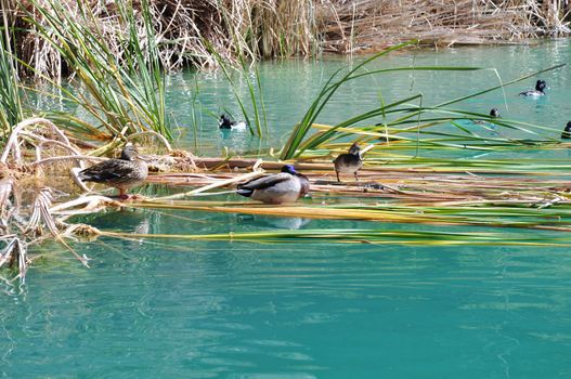 Ducks rest along the shoreline at a pond in Whitewater Canyon near the town of Palm Springs, California.