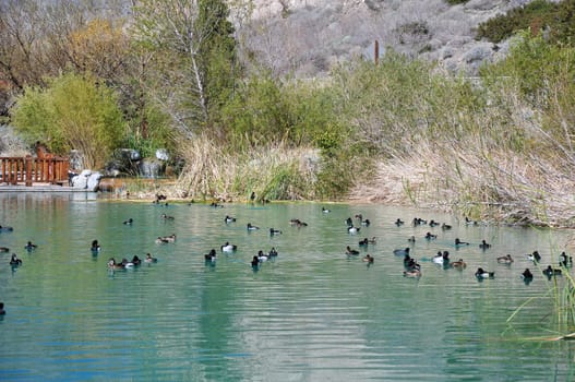 A large gathering of ducks swim on a pond at Whitewater Canyon Preserve near the town of Palm Springs, California.