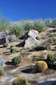 A variety of cactus grows on this hillside in Palm Desert, California.