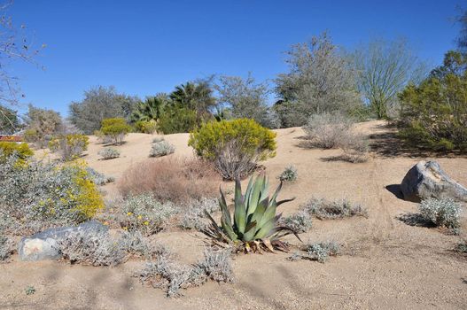 A view of the desert landscape at a park near the town of Palm Springs, California.