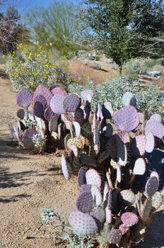 A clump of purple colored cactus grows in Palm Desert, California.