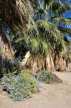 Yellow wildflowers grow at the base of this fan palm tree in Palm Desert, California.