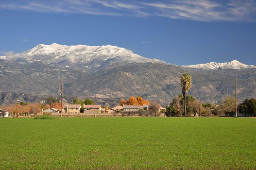 A lush green field frames this view of snow-capped Mount San Jacinto in Southern California.
