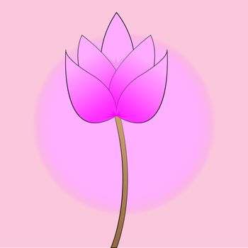 pink lotus blossom on a pink background
