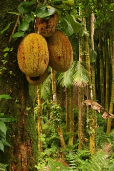 Durian, Tropical Fruit, Tropical Forest, Big Island, Hawaii, USA