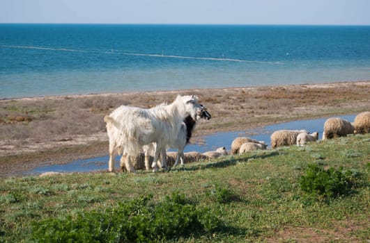 goats and sheep pasturing in the field near the seacoast