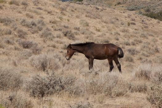 Wild horses in the nevada desert. sage brush munching