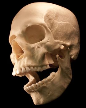 Human skull studio shot with a black background.