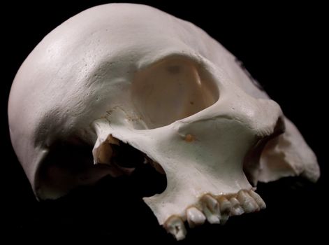 Human skull studio shot with a black background.