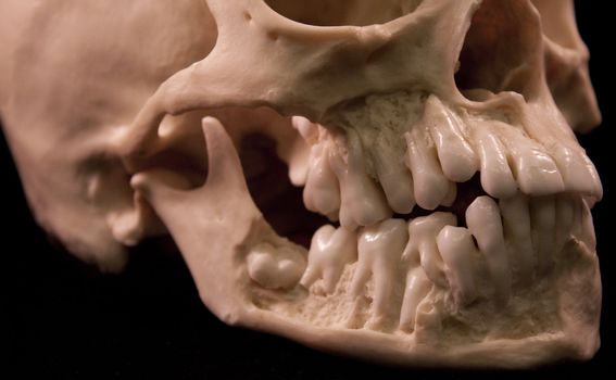 Human skull studio shot with a black background.