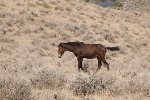 Wild horses in the nevada desert. sage brush munching