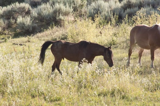 Beautiful horses in a pasture eating grass and hanging out with other horses.