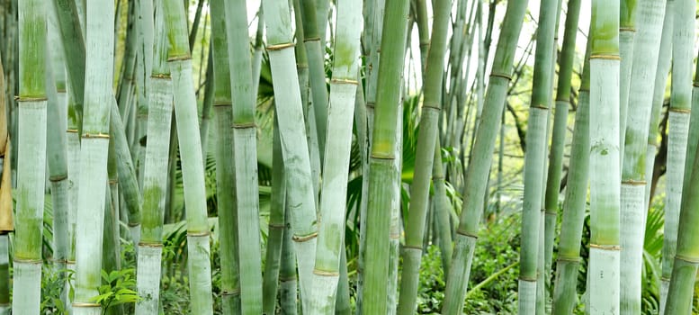 the bamboo groves